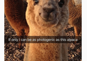 Alpaca Birthday Meme 25 Best Memes About Happy Alpaca Happy Alpaca Memes