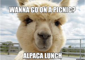 Alpaca Birthday Meme 25 Best Memes About Happy Alpaca Happy Alpaca Memes