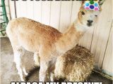 Alpaca Birthday Meme Alpaca Birthday Alpacas Llama Birthday Happy Birthday