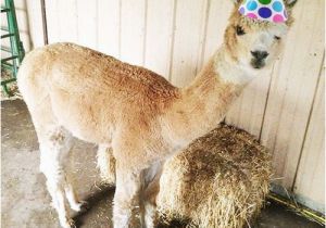 Alpaca Birthday Meme Alpaca Birthday Alpacas Llama Birthday Happy Birthday