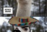 Alpaca Birthday Meme Alpaca Memes Best Collection Of Funny Alpaca Pictures