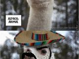 Alpaca Birthday Meme Alpaca Memes Best Collection Of Funny Alpaca Pictures