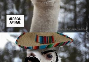 Alpaca Birthday Meme Alpaca Memes Best Collection Of Funny Alpaca Pictures