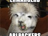 Alpaca Birthday Meme Alpaca Memes Google Search Alpacas Alpaca Funny