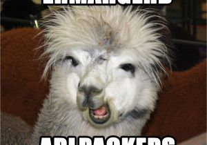 Alpaca Birthday Meme Alpaca Memes Google Search Alpacas Alpaca Funny