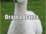 Alpaca Birthday Meme Haha Llamas Mnm511 Funny Llama Funny Llama Pictures