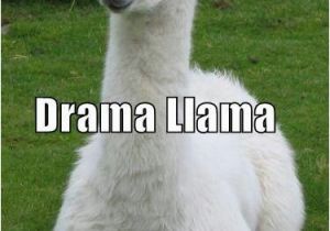 Alpaca Birthday Meme Haha Llamas Mnm511 Funny Llama Funny Llama Pictures