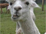 Alpaca Birthday Meme Happy Birthday Alpaca Memes