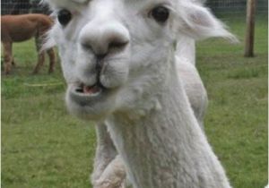 Alpaca Birthday Meme Happy Birthday Alpaca Memes