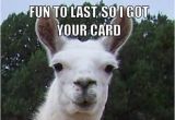 Alpaca Birthday Meme Happy Birthday Funny Llama Google Search Llama