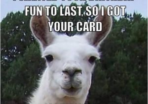 Alpaca Birthday Meme Happy Birthday Funny Llama Google Search Llama