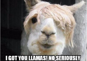 Alpaca Birthday Meme Llama Memes