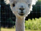 Alpaca Birthday Meme so I Herd U Like Alpaca Puns Sheldon the Alpacalypse