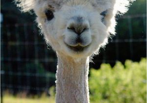 Alpaca Birthday Meme so I Herd U Like Alpaca Puns Sheldon the Alpacalypse