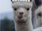 Alpaca Birthday Meme You Said It 39 S My Birthday Alpacastic Alpaca Quickmeme