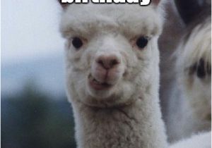 Alpaca Birthday Meme You Said It 39 S My Birthday Alpacastic Alpaca Quickmeme