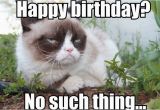 Angry Cat Birthday Meme 100 Best Happy Birthday Cat Memes Images