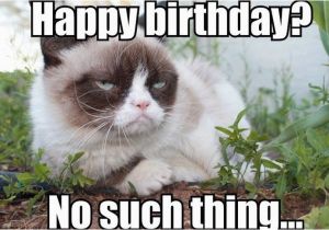 Angry Cat Birthday Meme 100 Best Happy Birthday Cat Memes Images