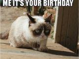 Angry Cat Birthday Meme 20 Laughable Angry Cat Meme Sayingimages Com