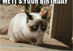 Angry Cat Birthday Meme 20 Laughable Angry Cat Meme Sayingimages Com