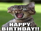 Angry Cat Birthday Meme Best Happy Birthday Cat Meme