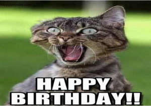 Angry Cat Birthday Meme Best Happy Birthday Cat Meme