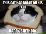 Angry Cat Birthday Meme Incredible Happy Birthday Memes for You top Collections