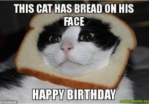 Angry Cat Birthday Meme Incredible Happy Birthday Memes for You top Collections