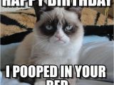 Angry Cat Birthday Meme Incredible Happy Birthday Memes for You top Collections