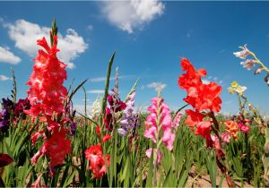 August Birthday Flowers August Birth Flower