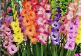 August Birthday Flowers Birth Flower Of August Gladiolus Poppy 2happybirthday