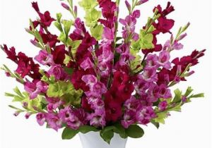 August Birthday Flowers Birthday Flower for August Gladiolus