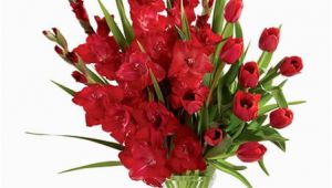 August Birthday Flowers Birthday Flower for August Gladiolus