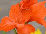 August Birthday Flowers Birthday Flowers by Month their Significance