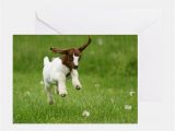 Baby Goat Birthday Card Baby Goat Greeting Cards Card Ideas Sayings Designs
