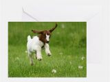 Baby Goat Birthday Card Baby Goat Greeting Cards Card Ideas Sayings Designs