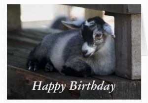 Baby Goat Birthday Card Goat Birthday Card Zazzle