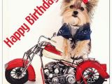Biker Chick Birthday Memes Birthday Wishes with Puppies