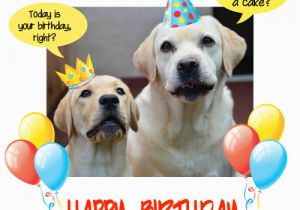 Birthday Card for A Dog Happy Birthday Dog Party Free Pets Ecards Greeting Cards