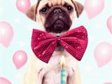 Birthday Card for A Dog Pug Dog Happy Birthday Greeting Card Cards