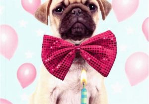 Birthday Card for A Dog Pug Dog Happy Birthday Greeting Card Cards