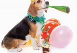 Birthday Card for A Dog Quality Blank Happy Birthday Card Party Beagle Dog with