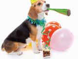 Birthday Card for A Dog Quality Blank Happy Birthday Card Party Beagle Dog with