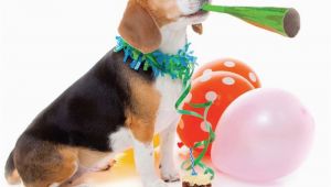 Birthday Card for A Dog Quality Blank Happy Birthday Card Party Beagle Dog with