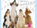 Birthday Card with Dogs Best 25 Happy Birthday Wishes Ideas On Pinterest Happy