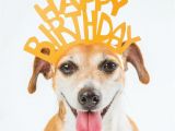 Birthday Card with Dogs Greeting Card Dog Wearing Happy Birthday Crown Pet