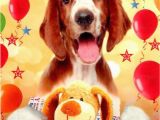 Birthday Cards for Pets Cute Dog Happy Birthday Greeting Card Cards Love Kates