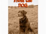 Birthday Cards From the Dog From the Dog Birthday Card Zazzle