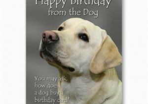 Birthday Cards From the Dog Happy Birthday From the Dog Yellow Labrador Birthday