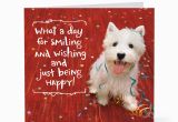 Birthday Cards From the Dog Smiling Happy Dog Birthday Cards Hallmark Card Pictures